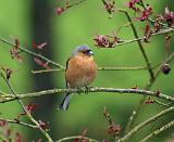 Chaffinch 8R86D-21